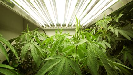 Pr&egrave;s de 4 000 pieds de cannabis ont &eacute;t&eacute; saisis en Belgique, le 10 juin 2014. (ADAM WEISS / GETTY IMAGES)