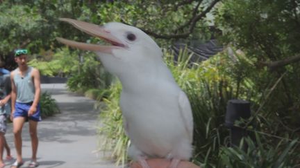 Calendrier de l'Avent : un oiseau qui rigole