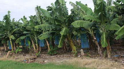 Production agricole sur Grande Terre à la Guadeloupe. (Illustration) (CHRISTIAN WATIER / MAXPPP)