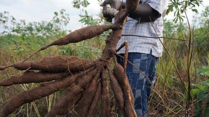 Racines de manioc (2010) (AFP PHOTO / PIUS UTOMI EKPEI)