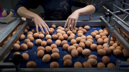 Des œufs dans un élevage de poules pondeuses à Merksplas, en Belgique, le 8 août 2017. (KRISTOF VAN ACCOM / BELGA MAG / AFP)