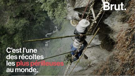 Les tribus himalayennes sont prêtes à affronter les plus grosses abeilles à miel du monde pour se procurer de petites quantités de ce produit traditionnel. (BRUT)