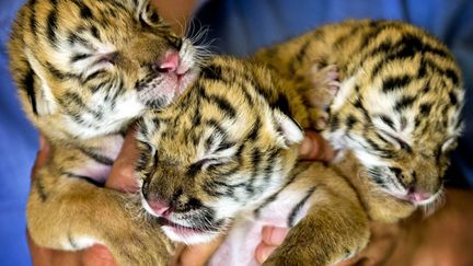 Trois b&eacute;b&eacute;s tigres de Sib&eacute;rie (ici &acirc;g&eacute;s de deux jours) sont n&eacute;s au cirque Renaissance &agrave; Leiden (Pays-Bas), le 26 juin 2012. (KOEN VAN WEEL / EPA / MAXPPP)