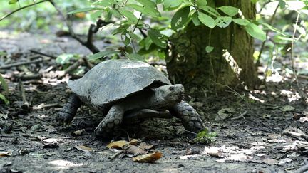 Une tortue géante à Réjendrapur (Bangladesh). (MUNIR UZ ZAMAN / AFP)