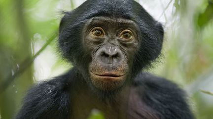 Un jeune bonobo &acirc;g&eacute; de cinq ans dans une r&eacute;serve de la R&eacute;publique du Congo, le 25 janvier 2011. (CHRISTIAN ZIEGLER / NATIONAL GEOGRAPHIC)