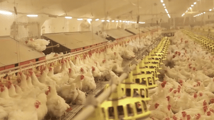 L’importation de poulets ukrainiens porte-t-elle atteinte au marché agricole français ?