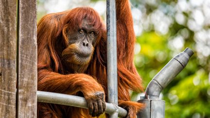 Puan, la plus vieille orang-outang du monde, est morte le 18 juin 2018 au zoo de Perth (Australie). (ALEX ASBURY / PERTH ZOO / AFP)