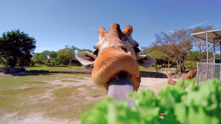 Des cous qui se transforment en véritables massues et des échanges de coups de tête impressionnants. Voici comment les girafes se battent.