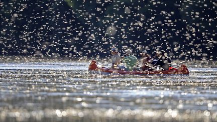 Invasion d'&eacute;ph&eacute;m&eacute;ropt&egrave;res sur le lac Tisza (Hongrie), le 20 juin 2012. Des millions de ces insectes d&eacute;posent leurs oeufs &agrave; la surface de l'eau avant de mourir quelques heures plus tard. (LASZLO BALOGH / REUTERS)