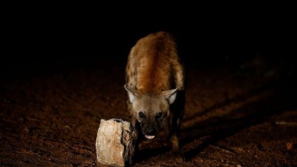 Ceux qui sont en charge de ce travail ne craignent pas le danger et ne ressentent aucune peur à côtoyer de si près ces animaux sauvages. (Tiksa Negeri / Reuters)