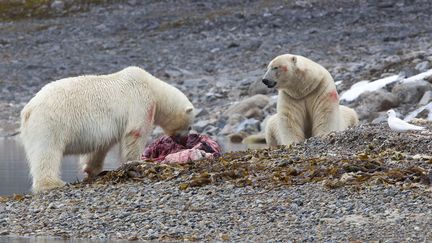 Deux ours polaires mangent un phoque, le 21 janvier 2014 dans l'archipel des Svalbard. (SAMUEL BLANC / BIOSPHOTO / AFP)