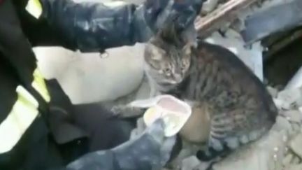 VIDEO. Italie : deux chats secourus des décombres seize jours après le séisme