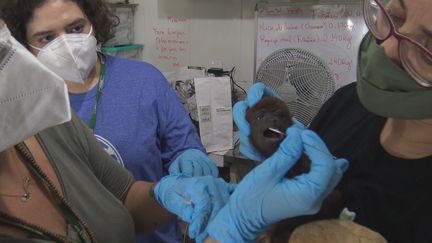 Les équipes scientifiques de l'Institut brésilien de l'environnement (Ibama) et de la fondation Oswaldo Cruz (Fiocruz) effectuent des prélèvements à la recherche de virus émergents, dans la région de Manaus. (GILLES GALLINARO / RADIO FRANCE)