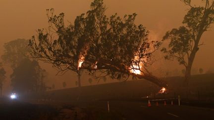 Un arbre en flammes à Corbago, dans l'Etat de Nouvelle-Galles du Sud (Australie), le plus touché par les incendies, le 5 janvier 2020. (TRACEY NEARMY / REUTERS)