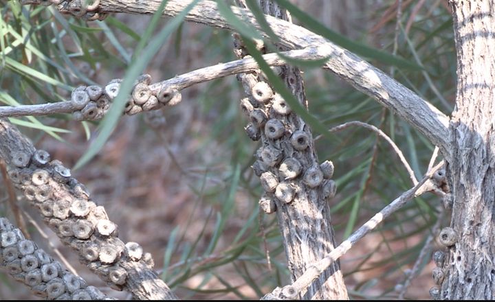 Si le feu touche ces capsules collées au branches du Callistemon, il permet de libérer des milliers de graines.&nbsp; (ISABELLE MORAND / RADIO FRANCE / FRANCE INFO)