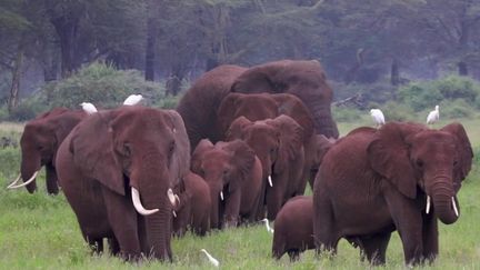 Kenya : les éléphants perdent du terrain face aux exploitations agricoles