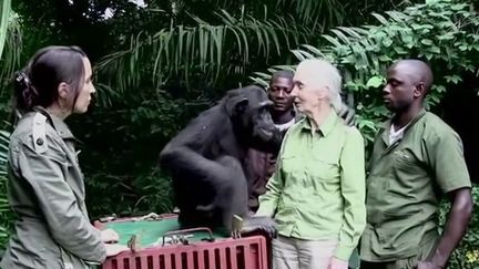 Environnement : Jane Goodall passionnée de nature depuis toujours