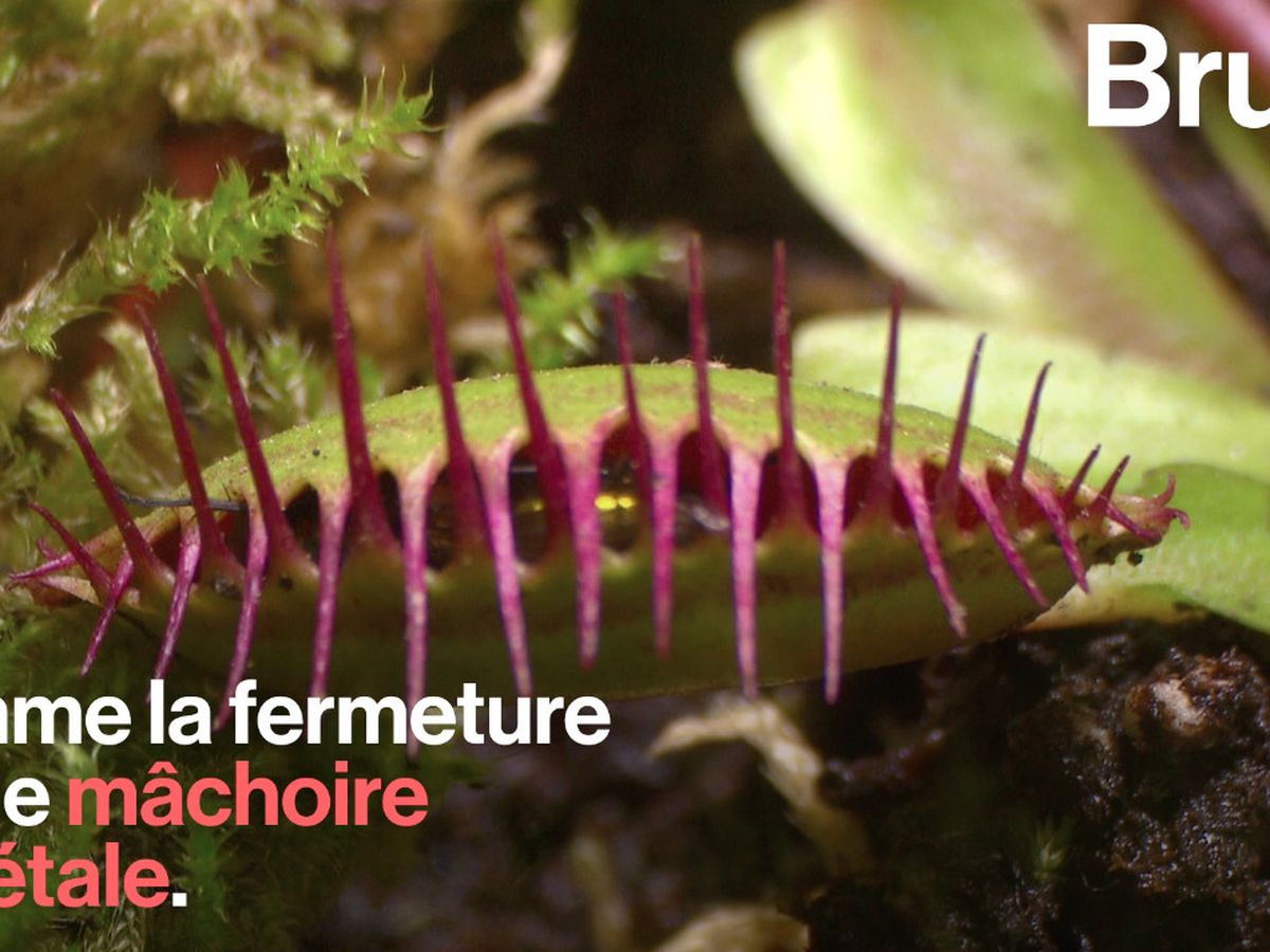 Comment fonctionnent les plantes carnivores?