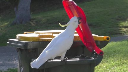 Un cacatoès cherche de la nourriture dans une poubelle à Sydney (Australie). (BARBARA KLUMP / MAX PLANCK INSTITUTE OF ANIMAL B via AFP)