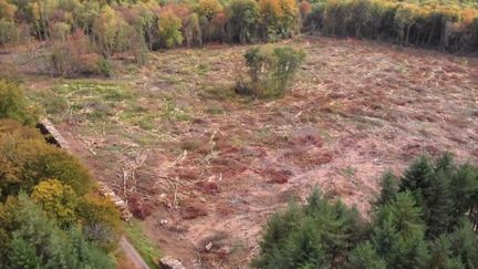 Forêts : la coupe rase, une méthode de plus en plus contestée