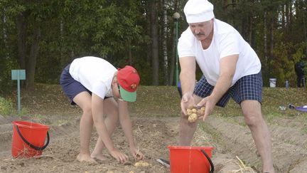 Alexandre et Kolia ont une relation fusionnelle, comme ici pour récolter des patates à la résidence présidentielle de Drozdy, près de Minsk, le 16 août 2015. «C’est mon talisman, mon crucifix, donc je le porte», n’hésite pas dire le dictateur cité par «Ouest France». «Mon fils ne me quitte jamais. Loin de moi, il n’arrive pas à dormir le soir». En 2009, le dirigeant biélorusse expliquait que Kolia, alors âgé de quatre ans, ne se laissait nourrir et habiller que par son dictateur de père… Et exigeant avec ça !
 (REUTERS - Andrei Stasevich - BelTA)