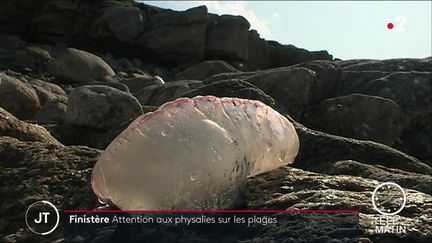 Finistère : attention aux physalies sur les plages