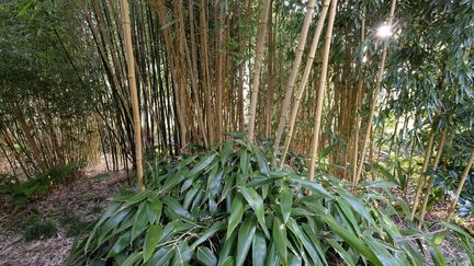 Marier les bambous entre eux, c'est possible. Ici, un phyllostachys et un Indocalamus tesselatus, deux espèces traçantes.&nbsp; (ISABELLE / DIDIER HIRSCH / RADIO FRANCE / FRANCE INFO)