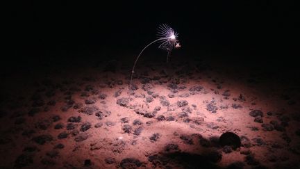 Des espèces observées dans les profondeurs océaniques de la zone de Clarion-Clipperton (Pacifique), le 24 juillet 2023. (NATIONAL OCEANOGRAPHY CENTRE / AFP)