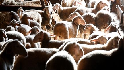 Moutons dans une bergerie à Sélestat (Bas-Rhin), le 10 septembre 2024. (FRANCK DELHOMME / MAXPPP)