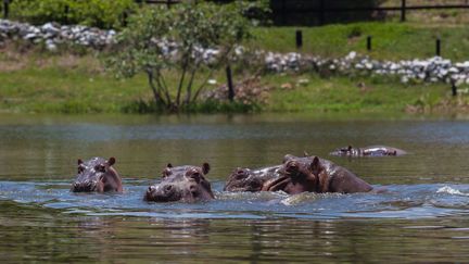 Colombie, Doradal. 24 septembre 2018. Des hippopotames nagent dans l'un des lacs de l'hacienda Napoles, où dans les années 80, Pablo Escobar avait installé un parc à thème, et un zoo privé. Après sa mort en 1993, le gouvernement colombien avait confisqué les animaux, mais en laissant quatre hippopotames qui depuis se sont multipliés. (JUANCHO TORRES / GETTY IMAGES)