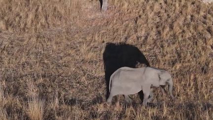 Le Parc national de Lusaka abrite une nurserie pour éléphanteaux orphelins créée en 2008 par une ONG.