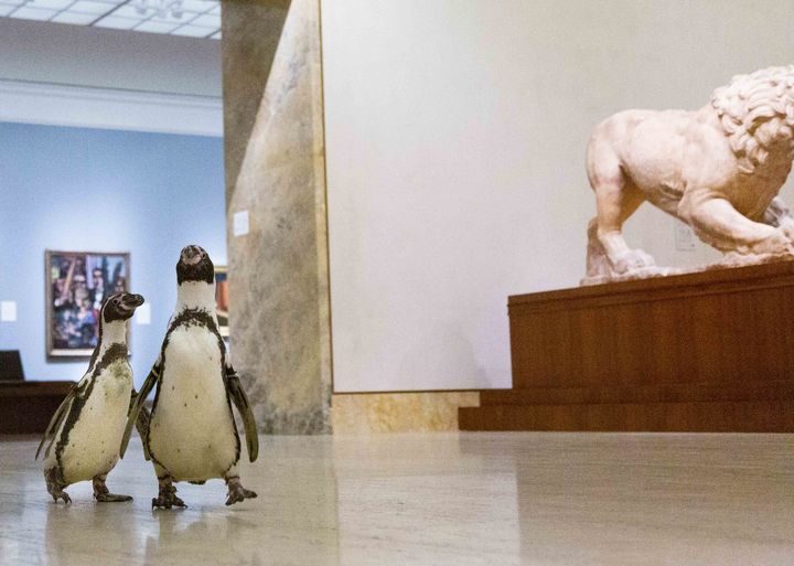 Deux manchots en goguette au musée Nelson-Atkins de Kansas City (Missouri, Etats-Unis), le 6 mai 2020. (GABE HOPKINS / THE NELSON-ATKINS MUSEUM OF ART)