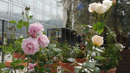 Une exposition raconte l'histoire des jardins orientaux à l'Institut du monde arabe, faisant voyager des oasis aux derniers parcs modernes du Golfe, avec des peintures, photos, tapis, miniatures persanes et une allée de fontaines. Pour l'occasion, le parvis de l'IMA s'est couvert d'orangers, de roses, d'oliviers et de jasmin (jusqu'au 25 septembre). 
 (photo Valérie Oddos / Culturebox / France Télévisions)