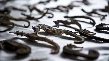 Plus de 16 000 hippocampes s&eacute;ch&eacute;s ont &eacute;t&eacute; saisis &agrave; Lima (P&eacute;rou), le 23 ao&ucirc;t 2012. (ERNESTO BENAVIDES / AFP)