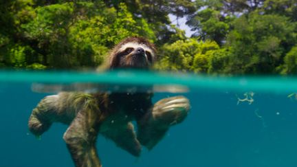 Un paresseux nain au Panama. (BBC)