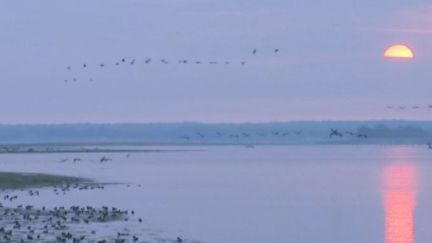 Des grues cendrées en plein envol, au-dessus du Lac du Der (FRANCE 3)