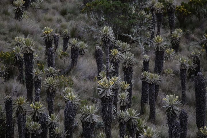 Le parc national Los Nevados, à Murillo (Colombie), photographié le 21 mai 2023, est connu notamment pour ses paramos. Ces écosystèmes de haute montagne abritent de nombreuses espèces endémiques et, pour beaucoup, menacées de disparaître. (JUANCHO TORRES / ANADOLU AGENCY / AFP)