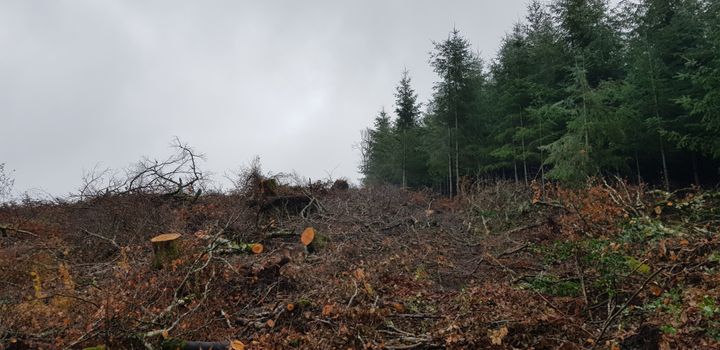 Une coupe rase dans le Morvan, le 30 novembre 2018. (FABIEN MAGNENOU / FRANCEINFO)