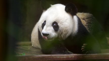 Le personnel du zoo de Taipei (Ta&iuml;wan)&nbsp;a d&ucirc; r&eacute;aliser une radiographie pour se rendre compte que Yuan Yuan n'&eacute;tait pas enceinte. (MAXPPP)