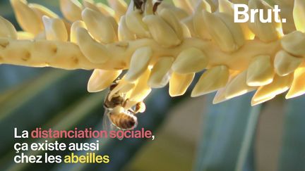 VIDEO. La distanciation sociale, ça existe aussi chez les abeilles (BRUT)