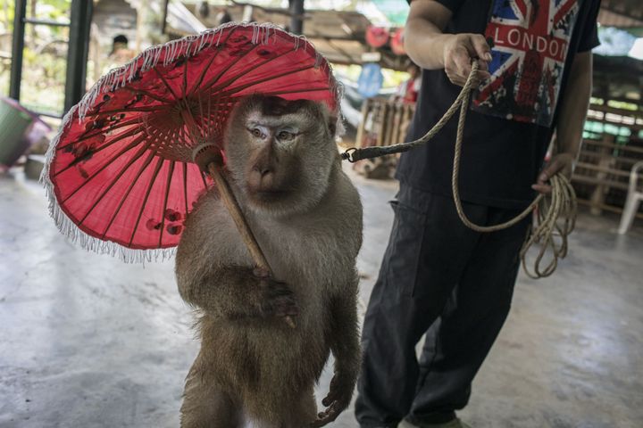 La face cachée du tourisme de la faune&nbsp; (Kirsten Luce)