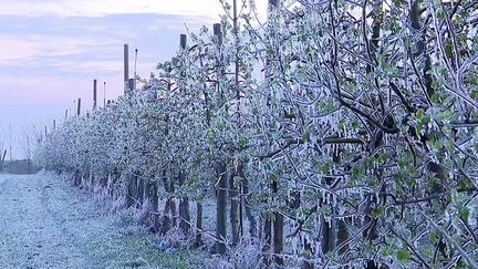 Le thermomètre affichera des températures négatives dans plusieurs régions, dans la nuit du dimanche 3 avril. Pour sauver leurs récoltes, viticulteurs et arboriculteurs se préparent.&nbsp; (France 3)