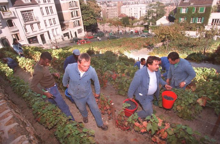 Vendanges sur la butte Montmartre, à Paris (XVIIIe arrondissement)
 (CHRISTOPHE SIMON / AFP)