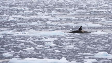 Climat : le réchauffement des océans revu à la hausse