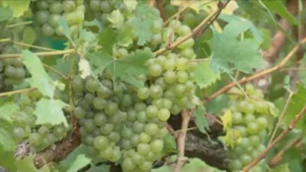 44 000 hectares de vignes bénéficient de cette appellation qui est la plus chère de France. Le label multiplie par 100 la valeur d'une parcelle. (CAPTURE D'ÉCRAN FRANCE 3)