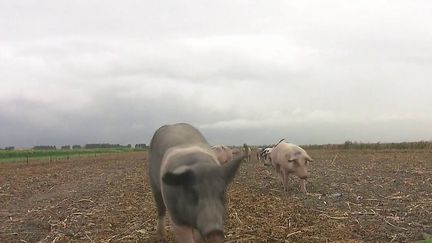 Pays-Bas : les cochons empêchent les collisions des avions avec les oiseaux. (FRANCE 3)