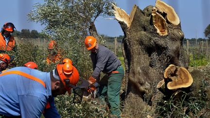 Des ouvriers abattent des oliviers infect&eacute;s par la bact&eacute;rie tueuse d'arbres&nbsp;Xylella fastidiosa, &agrave; Oria (Italie), le 13 avril 2015. (GAETANO LO PORTO / AP / SIPA)