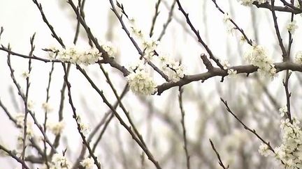 Météo : les agriculteurs se préparent à affronter le gel