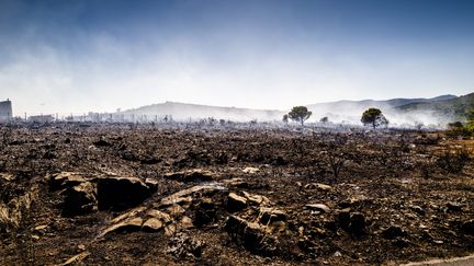 Des hectares de végétation brûlés à Opoul-Périllos (Pyrénées-Orientales), le 28 juin 2022. (MAXPPP)