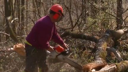 Besançon : les forêts en danger